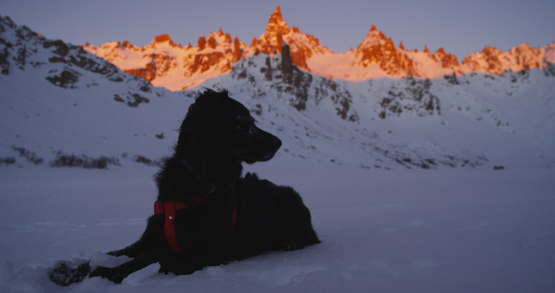 Remembering 'Sun Dog'